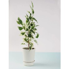 Odea Çift Dal Alacalı Beyaz Benjamin (40-70CM)1 Adet Tüplü Iç/dış Mekan Bitkisi, BTSNU1902202418