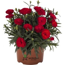 Odea Gardenbox Dolgun Bol Çiçekli Kırmızı Karanfil Çiçeği, Bodur Cins, 15-25CM, Saksılı
