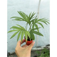 Odea Nura Botanik Mini Dağ Palmiyesi Chamaedorea, 10-20 Cm, Saksılı, Yeşil