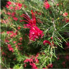 Odea Nura Botanik Grevillea Juniperina Gravilla Çalısı Çiçeği Fidanı, 30-50 Cm, Saksılı, Çok Renkli