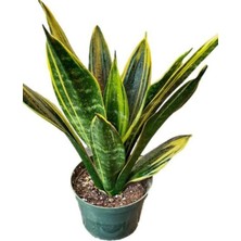 Odea Nura Botanik Sansevaria Kılıç Bitkisi, 20-40 Cm, Saksılı, Iç Mekan Bitkisi
