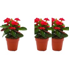 Odea Serada Decor & Plant 3'lü Kırmızı Dikenler Tacı Çiçeği Seti, 10-15 cm Tüplü, Euphorbia Milli