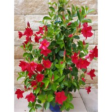 Odea Bitkim Sende Kırmızı Çiçekli Mandevilla Sarmaşık Saksıda, 30-60 Cm, Bol Çiçekli Dayanıklı Tür