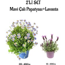 Odea Nura Botanik Mavi Çalı Papatyası Felicia + Mor Lavanta Saksılı Set, Dış Mekan Bitkisi, 2'li
