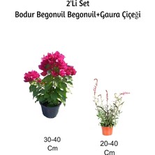 Odea Gardenbox Pembe Bodur Begonvil + Gaura Çiçeği 2'li Set, Dış Mekan Bitkisi