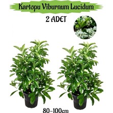 Odea Nura Botanik Kartopu Viburnum Lucidum, 2 Adet, 80-100 Cm, Saksılı, Dış Mekan Bahçe Peyzaj Çit Bitkisi