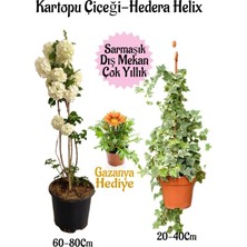 Odea Nura Botanik Kartopu Çiçeği, Hedera Helix, Gazanya Hediye Saksılı Bahçe Seti