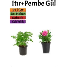 Odea Nura Botanik Yoğun Kokulu Itır + Pembe Gül Fidanı, 10-15 Cm, Saksılı Dış Mekan Bitkileri, 2'li Set