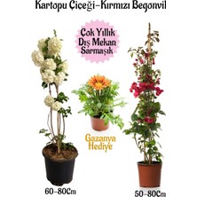 Odea Serada Decor & Plant Kartopu Çiçeği, Kırmızı Begonvil, Sarı Gazanya Hediyeli Saksılı Bahçe Seti, Çok Renkli