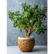 Odea Gardenbox Para Çiçeği (Crassula Ovata), 20-40 Cm, 1 Adet Saksılı Iç Mekan Bitkisi
