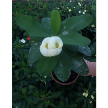 Odea Nura Botanik Dikenler Tacı Çiçekli Ithal Tayland Kaktüs Euphorbia, 30-60 Cm, Saksılı, Beyaz Çiçek