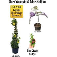 Odea Nura Botanik Sarı Yasemin Çiçeği, Mor Salkım Ağacı Fidanı, Buz Çiçeği Hediyeli Peyzaj Seti