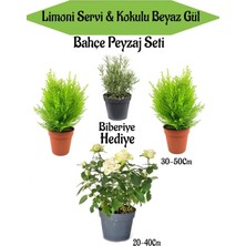 Odea Nura Botanik Bahçe Seti, 2 Adet Limoni Servi Fidanı, 1 Adet Beyaz Gül Fidanı, Hediye Biberiye