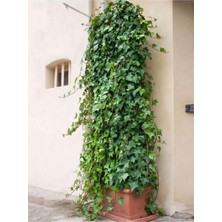 Odea Nura Botanik Hedera Helix Sarmaşık, 40-60 Cm, Dış Mekan Için Tırmanıcı Bitki