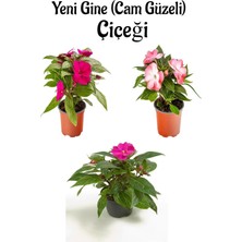 Odea Gardenbox Yeni Gine Cam Güzeli Çiçeği, Fuşya + Pembe + Ebruli, 3 Adet, 10-15 Cm, Balkon Bitkisi