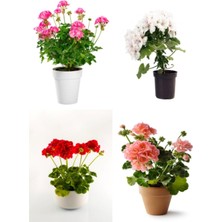Odea Nura Botanik Sardunya (20-40 Cm) 4 Adet Saksılı Çiçekli Bodur Bitki Pelargonium