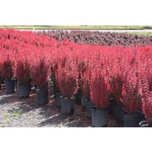 Odea Gardenbox Roket Berberis Fidanı, 40-60 Cm, 1 Adet Saksılı Dış Mekan Bitkisi, Berberis Thunbergii, Kırmızı