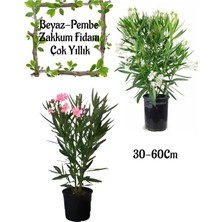 Odea Beyaz Zakkum Çiçeği 1 Adet+ Pembe Zakkum 1 Adet Saksılı Bahçe Seti, BTS0106NA57