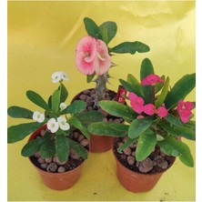Odea Gardenbox Milli Dikenler Tacı Kaktüs, 3 Farklı Renk Saksılı, 20-40 Cm, Euphorbia