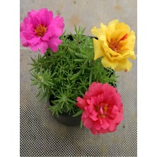 Odea Karışık 3 Renk Ipek Kedi Tırnağı Çiçeği 5-15CM Saksılı