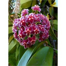 Odea Gardenbox Kokulu Pembe Mum Çiçeği Sarmaşık, 1 Adet Saksılı, 10-20CM, Iç-Dış Mekan Bitkisi, Hoya Carnosa