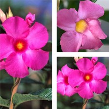Odea Gardenbox 3'lü Pembe Mandevilla Sarmaşığı Çiçeği, 40-60 Cm, Tüplü