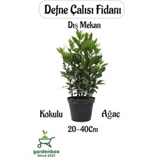 Odea Defne Çalısı Fidanı Laurus Nobilis 1 Adet Saksılı Dış Mekan Bitkisi