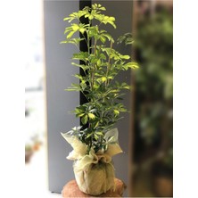 Odea Videolu Çift Dal Alacalı Şeflera Çiçeği 50-80 cm Saksılı Iç Mekan Bitkileri (Schefflera), BTSSFLR38