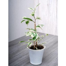Odea Tek Dal Alacalı Beyaz Benjamin (40-70CM)1 Adet Tüplü Iç/dış Mekan Bitkisi, BTSNU1902202417