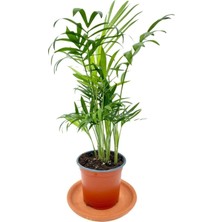 Odea Nura Botanik Chamaedorea Elegans Dağ Palmiyesi, Yeşil