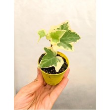Odea Videolu Mini Beyaz Alacalı Hedera Helix Sarmaşığı 15-25 cm Saksıda Dış Mekan Sarmaşık (Hedera Helix)