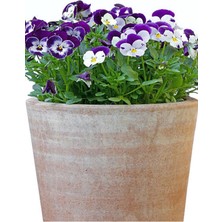 Odea Nura Botanik Hercail Menekşe (5-15 Cm), 10 Adet Saksılı Çiçekli Iç Dış Mekan Bitkisi, Viola Tricolor, Mor-Beyaz