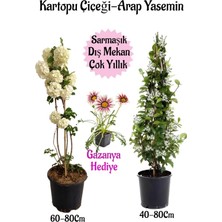 Odea Nura Botanik Kartopu Çiçeği, Arap Yasemini, Pembe Gazanya Saksılı Bahçe Seti, 3 Adet