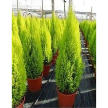 Odea Nura Botanik Limon Çam, Extra Dolgun, 30-40 cm Boy, Çok Renkli
