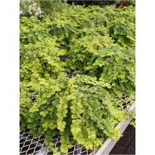 Odea Lysimachia Nummularia Altın Kolye Çiçeği 1 Adet Saksılı Iç Mekan Bitkisi