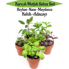 Odea Nura Botanik Karışık Mutfak Sebze Seti, Reyhan+Nane+Maydanoz+Kekik+Adaçayı, 6 Adet