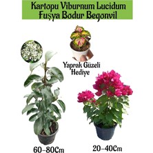 Odea Nura Botanik Kartopu Viburnum, Fuşya Bodur Begonvil, Yaprak Güzeli Hediye Bahçe Bitkisi Seti