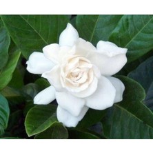 Odea Gardenbox Gardenya Kokulu Çiçek Fidanı, Saksıda 3'lü Dikim, Ithal