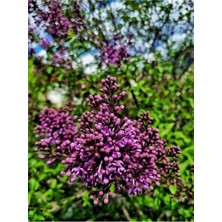 Odea Nura Botanik Mor Leylak Çiçeği Fidanı, 50-70 Cm, 1 Adet, Tüplü Dış Mekan Bitkisi, Syringa Reticulata