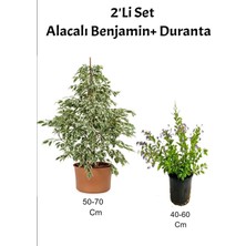 Odea Beyaz Alacalı Tek Dal Benjamin+ Mor Çiçekli Duranta Dış Mekan Bitkisi, BTSNU1902202437