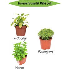 Odea Gardenbox Aromatik Kokulu Mutfak Seti, Adaçayı + Fesleğen + Nane Fidesi, 3 Adet