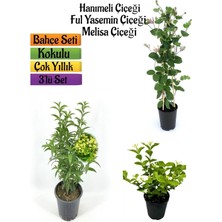 Odea Nura Botanik Kokulu Bahçe Seti, Hanımeli Fidanı, Melisa Çiçeği, Ful Yasemin Fidanı, 40-80 cm