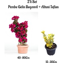 Odea Nura Botanik Pembe Gelin Begonvil Çiçeği 40-80 cm + Altuni Taflan Çit Bitkisi 2'li Set