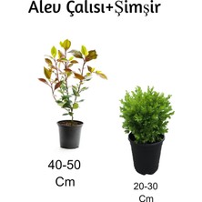 Odea Serada Decor & Plant Alev Çalısı + Şimşir 2'li Set Dış Mekan Bitkisi, Çok Renkli