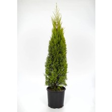 Odea Serada Decor & Plant Limon Çamı, 38-40 Cm, Yeşil