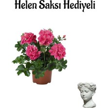 Odea Nura Botanik Pembe Sakız Sardunya Helen Saksı Hediyeli Ev Bitkisi