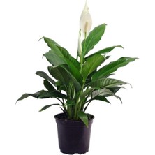 Odea Nura Botanik Barış Çiçeği, 50-80 Cm, Saksılı Iç Mekan Bitkileri, Spathiphyllum