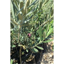 Odea Serada Decor & Plant Tüplü 1 Yaş 2 Adet Gemlik Zeytin Kırmalık