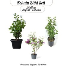 Odea Nura Botanik Saksılı Balkon Bahçesi Seti, Melisa, Leylak ve Filbahri, 40-60 cm