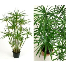 Odea Serada Decor & Plant Japon Şemsiyesi Çiçeği, Cyperus Alternifolius Saksılı, 50-70 cm